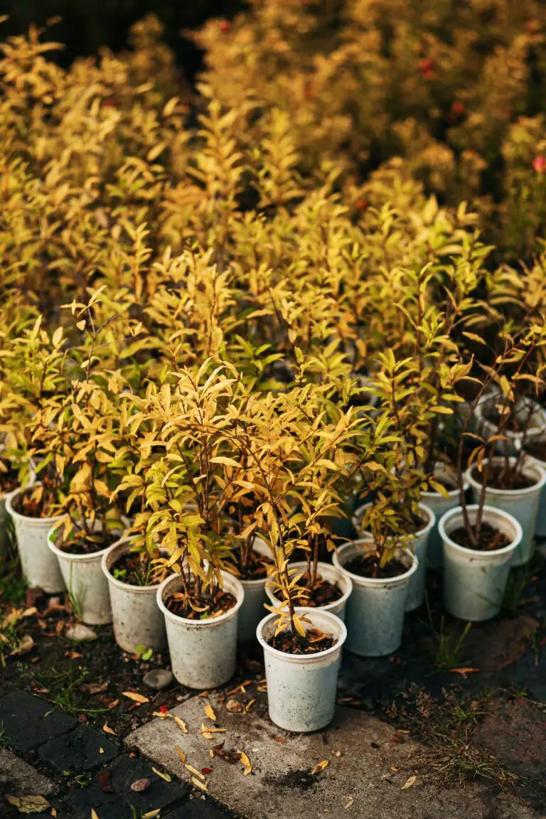 Sedum seedlings - vibrant green young plants symbolizing growth