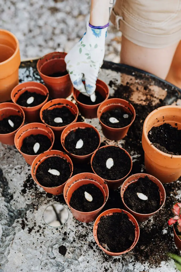 Sedum soil and potting mix preparation for indoor gardening