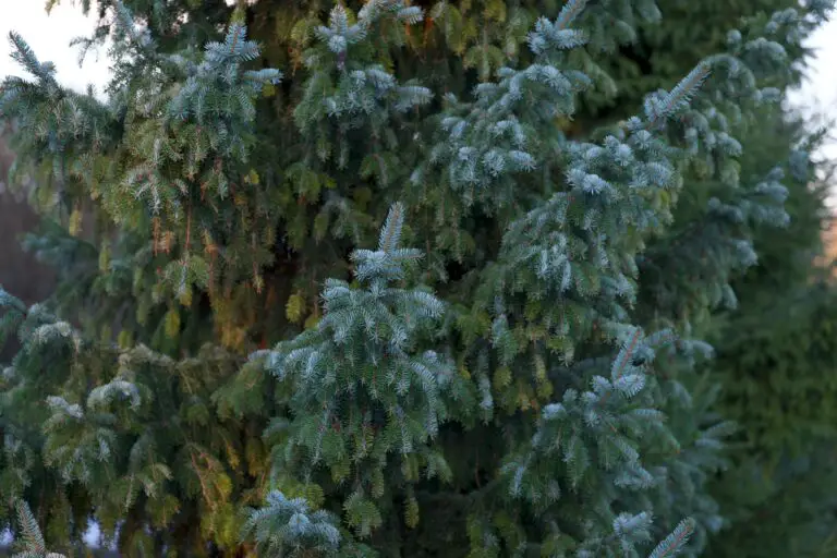 Sedum standing in winter snow, showcasing should I prune sedum in the fall