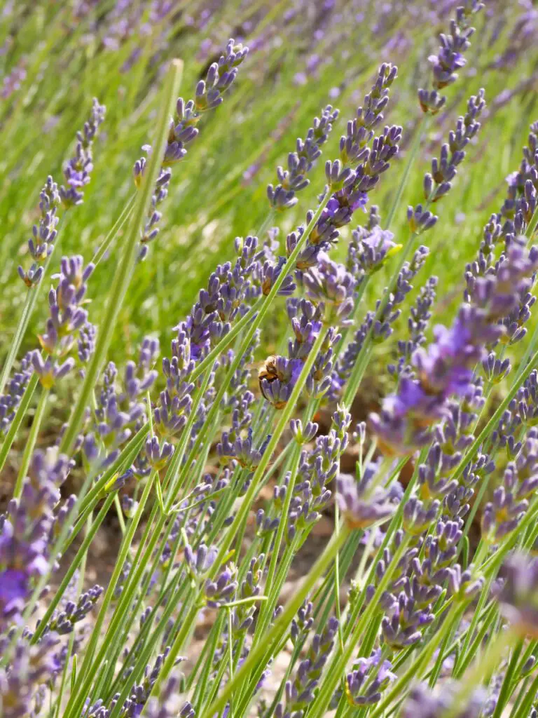 Sedum transplant in summer showing purple flowers in a green grass field