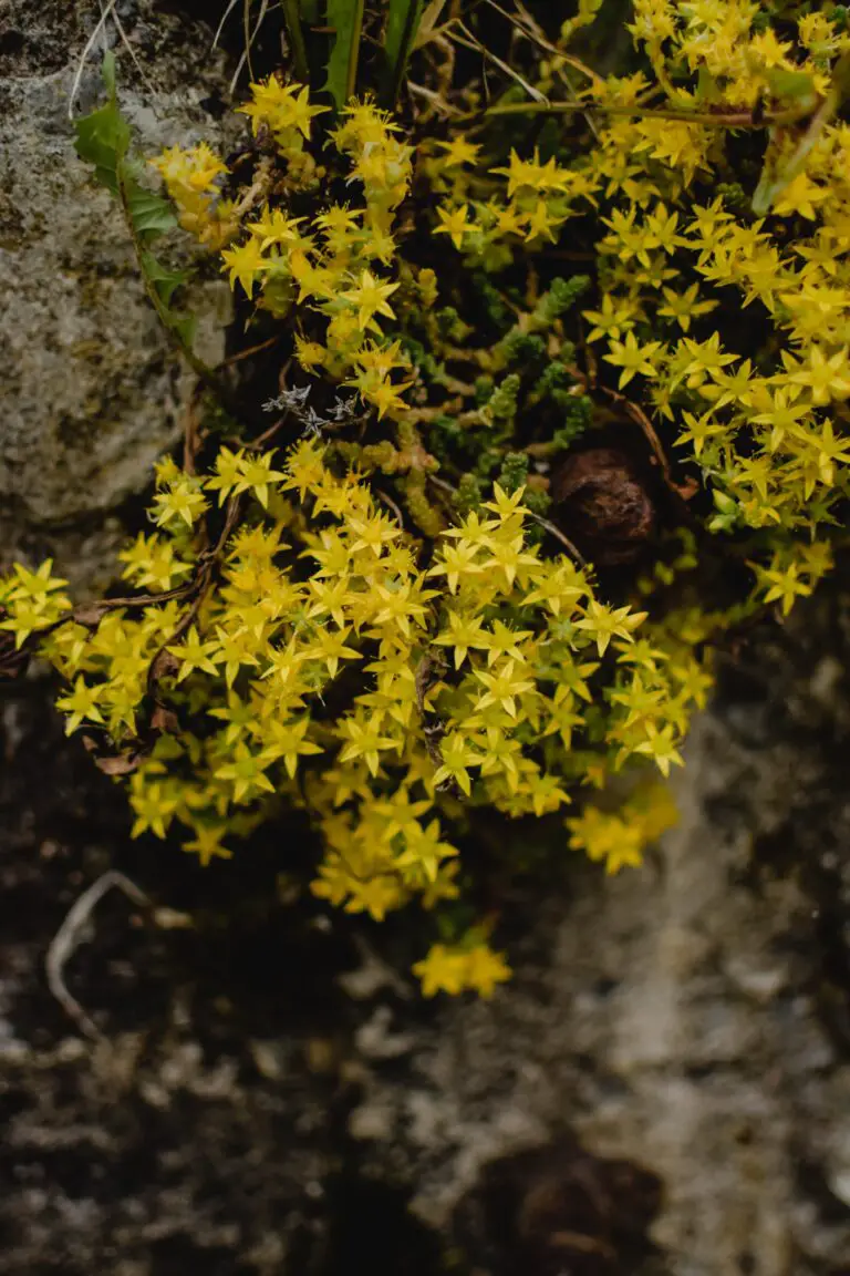 Sedums in a garden