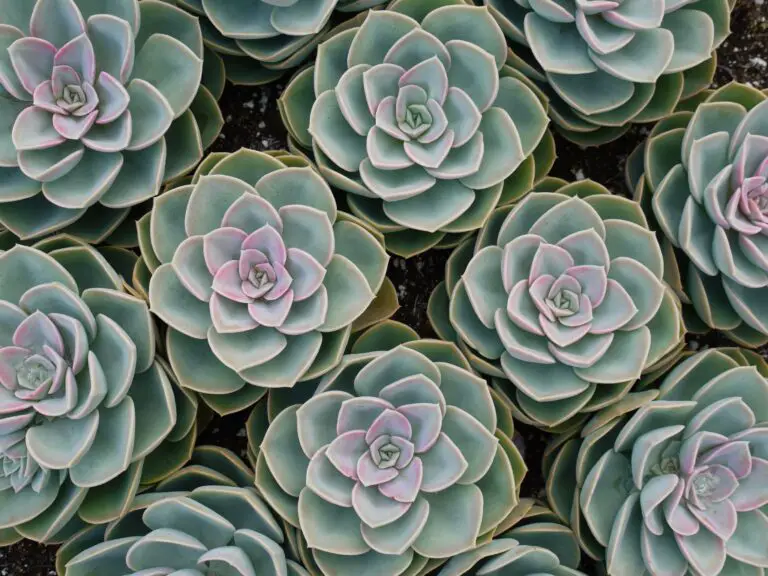 Sedums showcased in garden design, adding aesthetic appeal with their succulent greenery