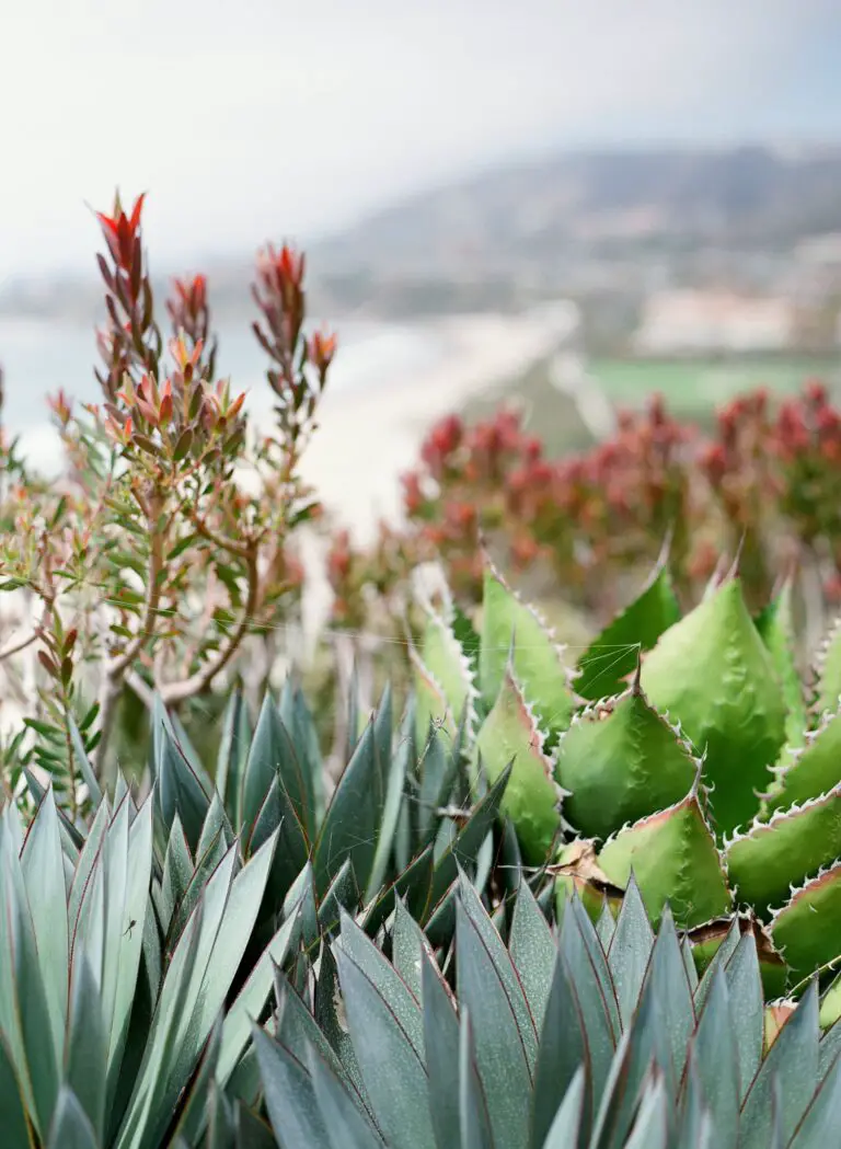 Should I let sedum flower - Various Growing Succulents