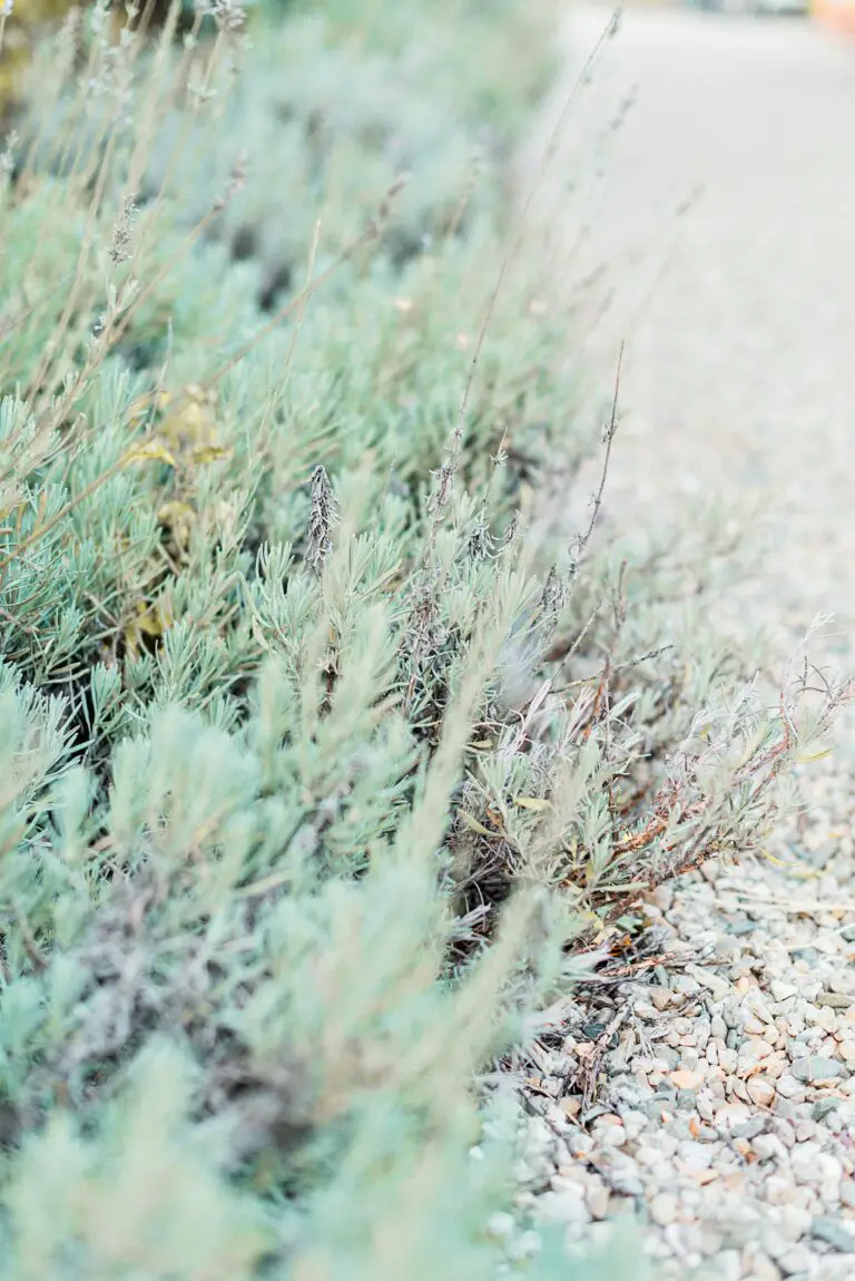 Teal Colour Stonecrop Plant, illustrating differences from other succulents for are sedum and succulents the same