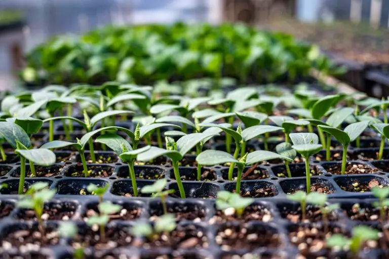 Transplanting Sedum Seedlings from Seed Tray