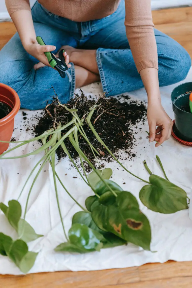 Transplanting sedum, a common scenario for gardeners that can lead to issues without proper care