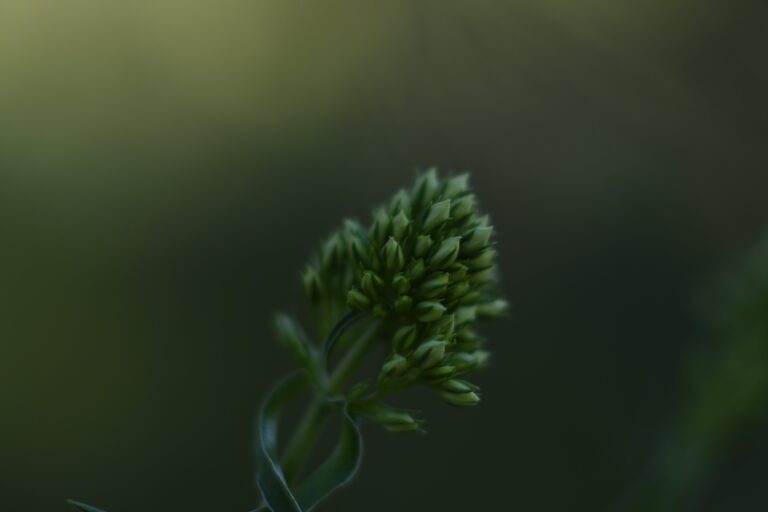 Transplanting sedum in spring, close-up of sedum flower buds