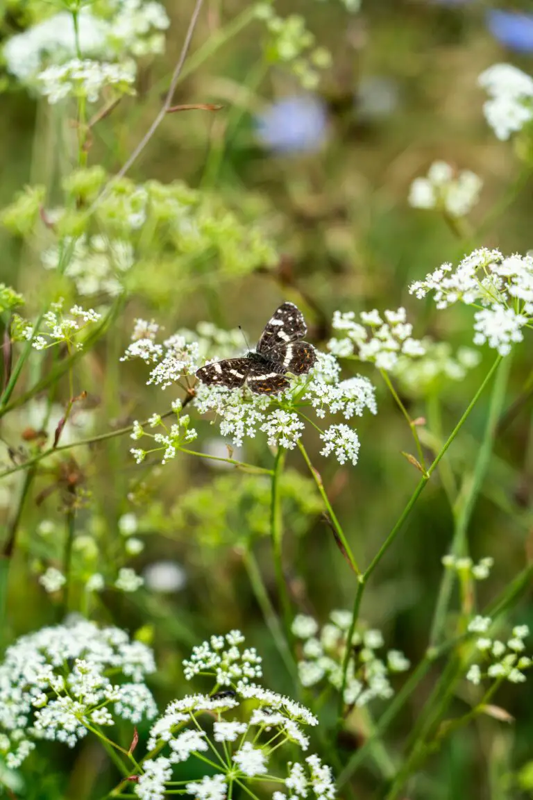 Transplanting sedum in summer with a butterfly perched on white flowers