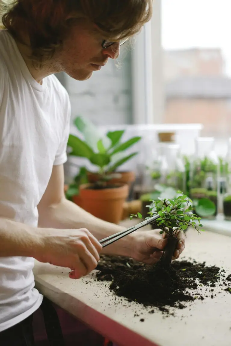 Trimming sedum plants for optimal growth