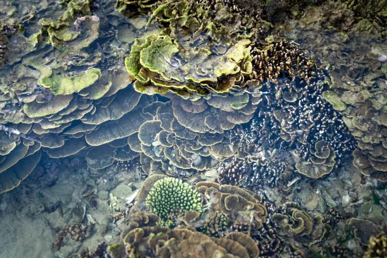 Underwater corals contributing to sedimentary rock formation in Hawaiian Islands