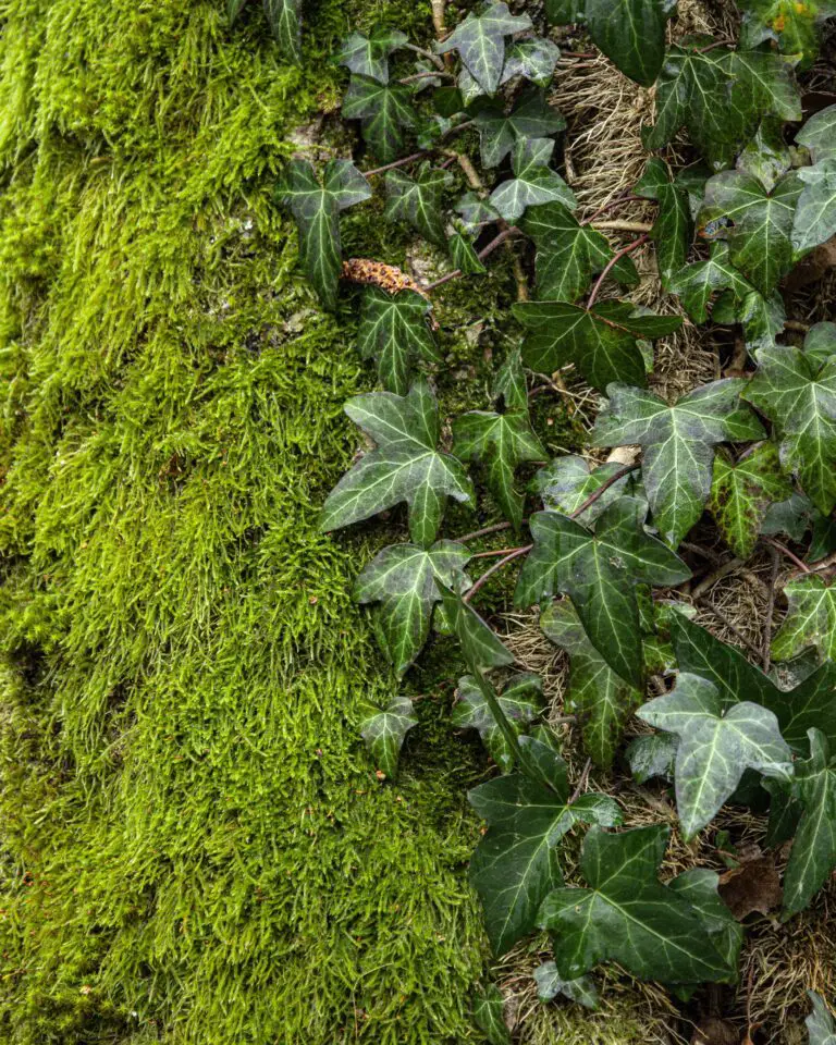 Why is my crassula losing leaves demonstrated by mossy tree with leaves