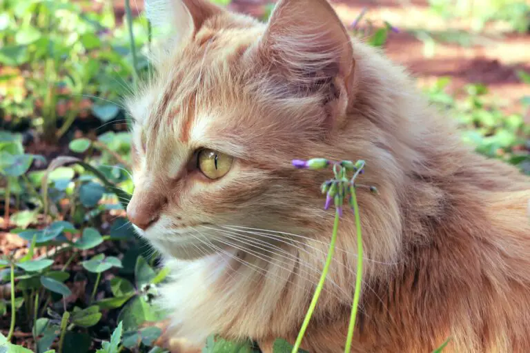 are sedum plants toxic to cats - Cat Beside Purple Flower Bud