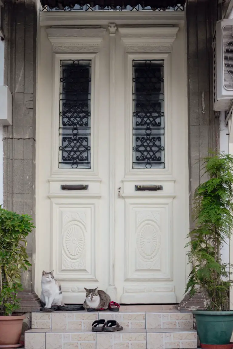 are sedum plants toxic to cats - Cats in Front of White Wooden Door