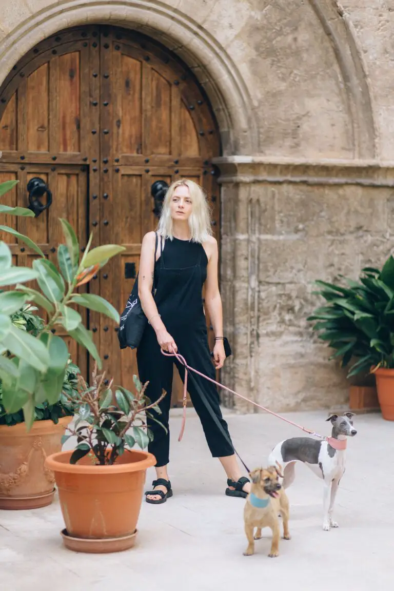 are sedum plants toxic to dogs - Woman Standing Near Plants with Her Dogs