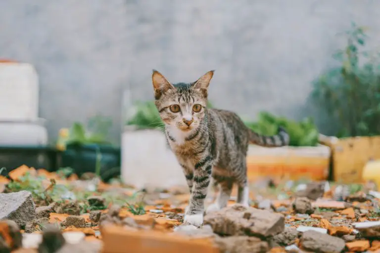 are sedum poisonous to cats - Cat beside Cat-Friendly Plant