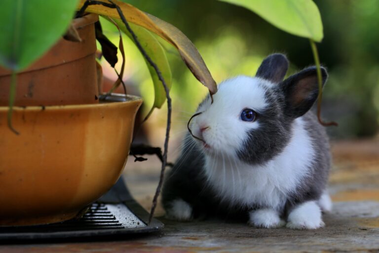 are sedum rabbit resistant with A Bunny Beside Potted Plant