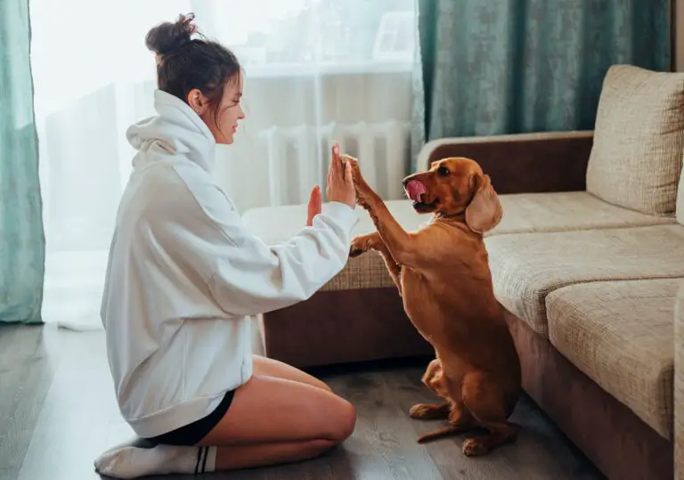 are sedums toxic to dogs - Side view of young woman in hoodie sitting on floor near sofa and playing with obedient brown Labrador while resting during free time