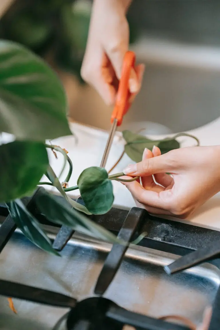 can i cut sedum back in the fall - Person Cutting a Stem