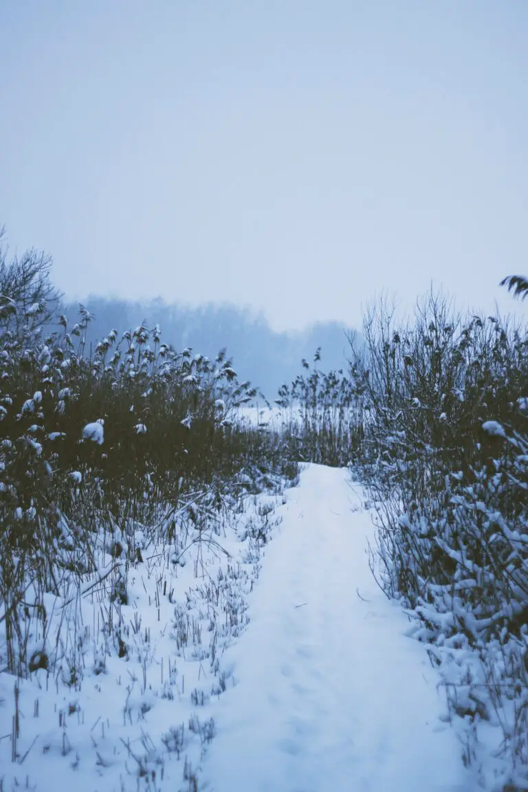 can sedum survive frost with snow-covered pathway between sedum plants