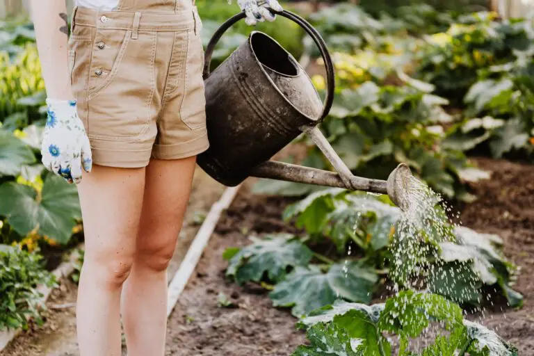 crassula plants care with person watering the plants