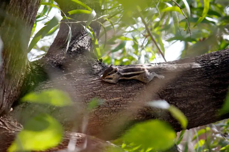 how do sedimentary rocks form on earth’s surface, illustrated by a Black and White Squirrel on Tree