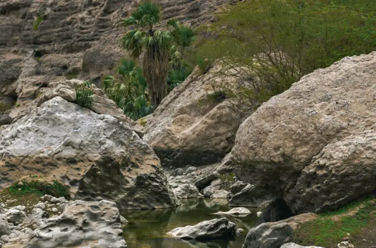 how do sedimentary rocks look like, showcasing Gray Rock Formation Near Green Trees