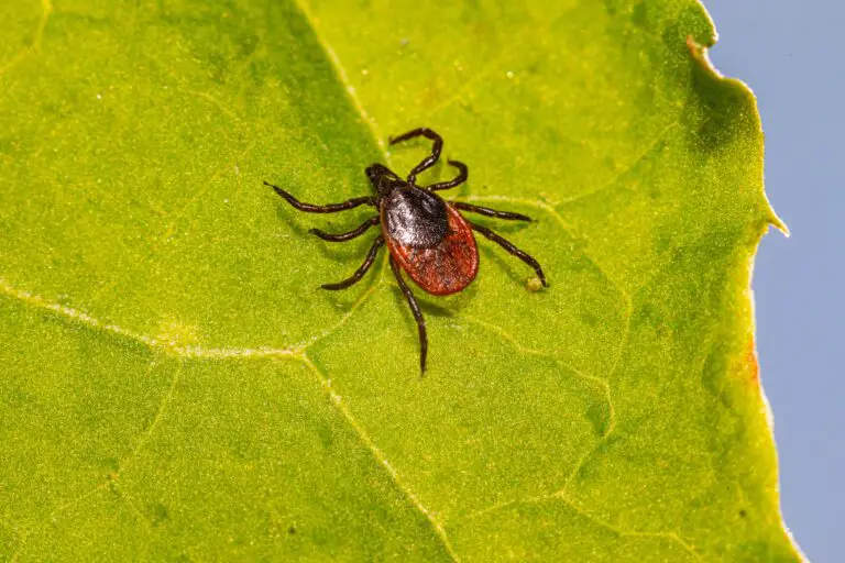 is crassula a succulent - combating deer tick pest on green leaf