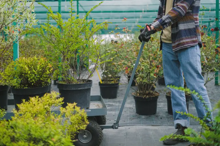 is crassula a succulent - gardener carrying potted plants in hothouse