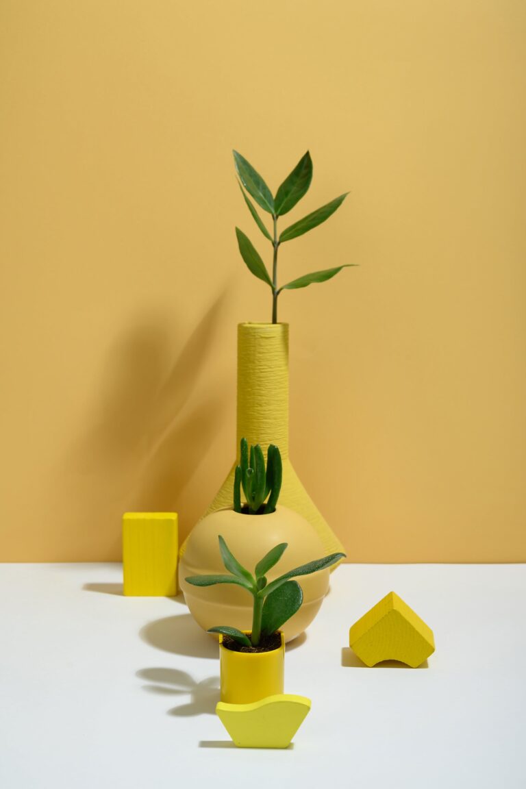 is crassula and jade plant same - Photo of Crassula ovata on Yellow Vase