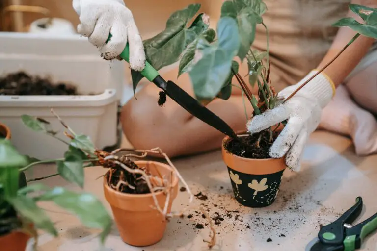 pruning sedum plants for a healthier and more beautiful garden