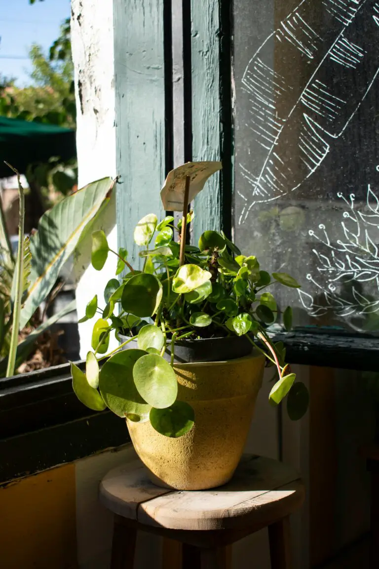 sedum how much sun, potted plant by the window soaking in sunlight