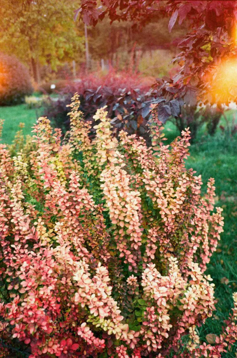 sedum how to pronounce - Pink and White Flowers in Garden