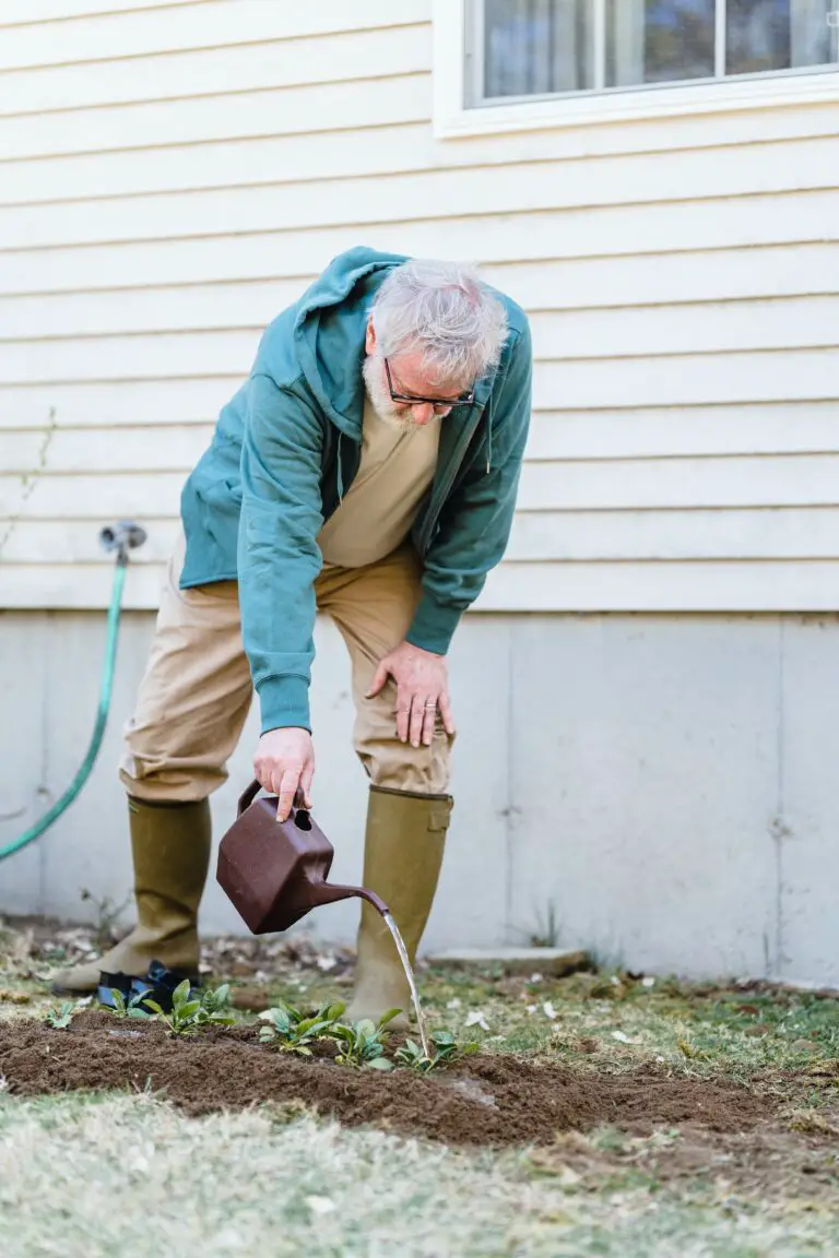 why is my crassula plant dying - Senior man watering seedlings near wall