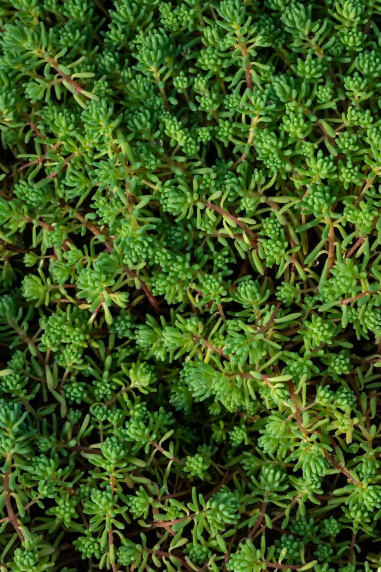 A sedum garden showcasing where sedum grows best