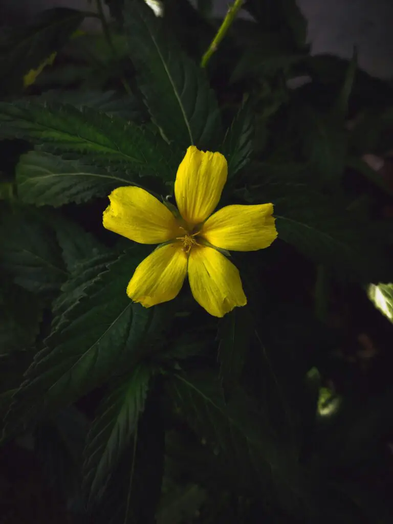 A yellow-flowered sedum with green leaves, what sedum has yellow flowers