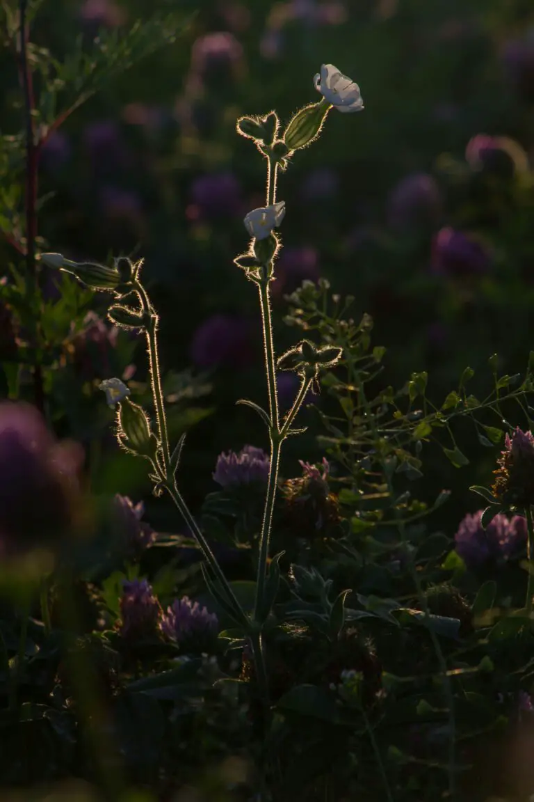 Beautiful Sedum plants in natural habitat