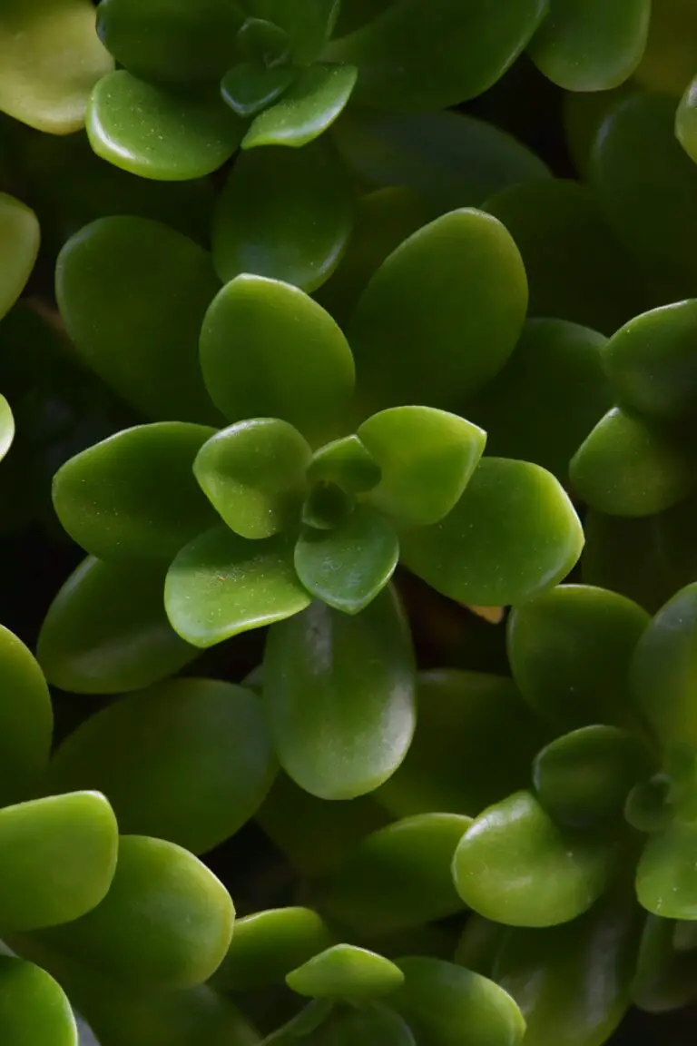 Close-Up Photograph of a Succulent Plant with Sedum leaves in gardens