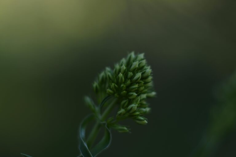 Close-up of sedum flower buds not flowering