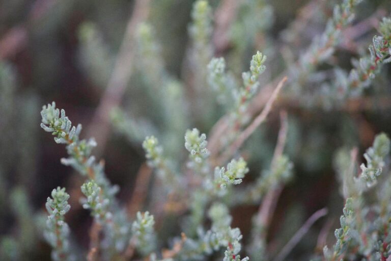 Closeup of a Sedum Plant during the time when sedum should be cut down