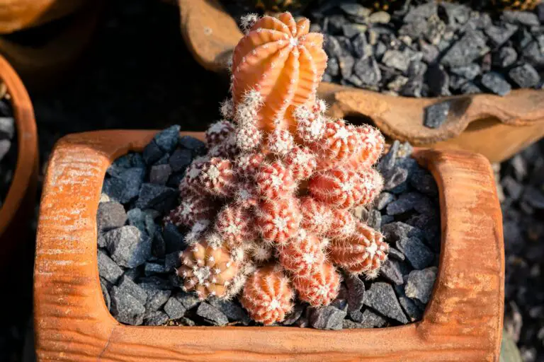 Colorful sedum varieties growing among stones in rock garden