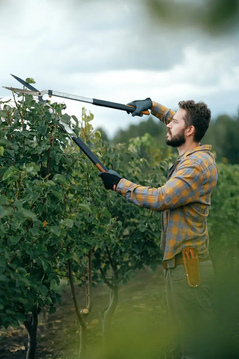 Cutting back sedum in a UK garden