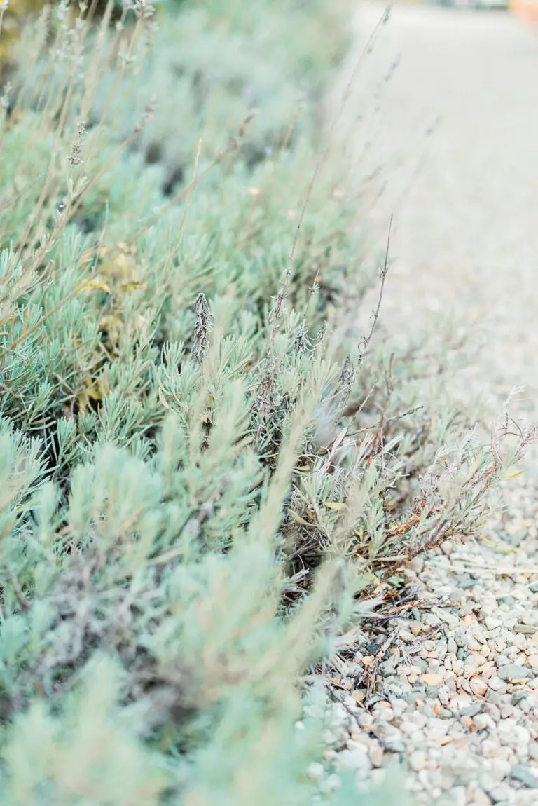 Deer-resistant Sedum, Teal Colour Stonecrop Plant