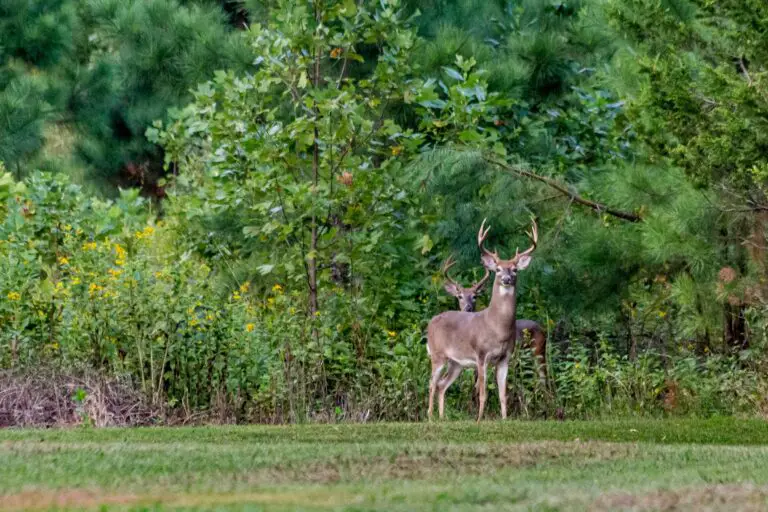 Deer-resistant sedum companion planting