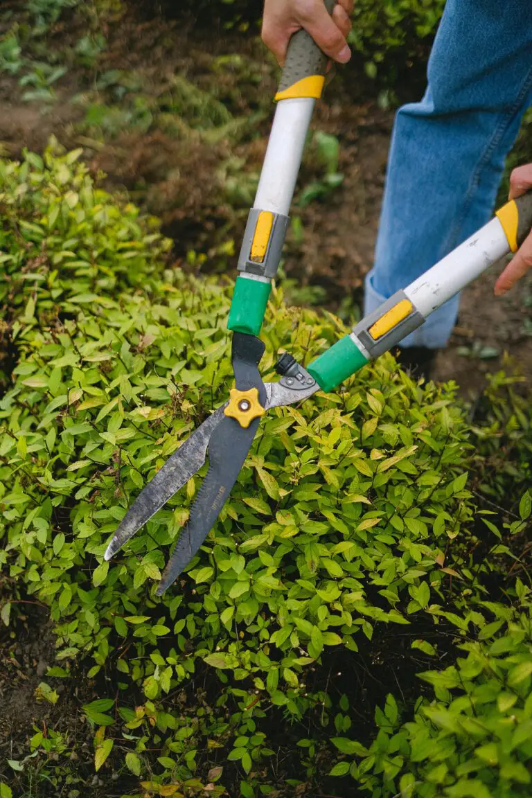 Gardener pruning a sedum plant to encourage healthy growth and maintain aesthetic appearance