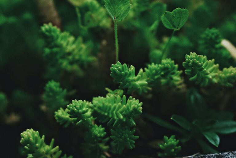 Green Sedum sexangulare ornamental flowering plant, perfect for when should sedum be planted