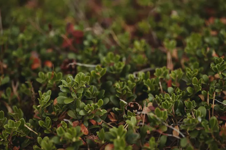 Herbicide use around sedum plants to stop spreading