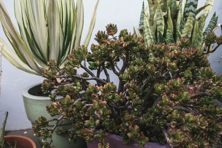 Ideal growing conditions for sedum with potted Sedum dendroideum