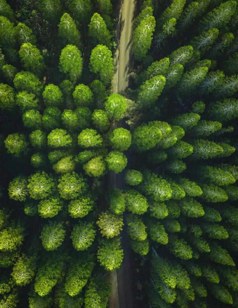 Ideal location to grow sedum with trees in the background under clear sky