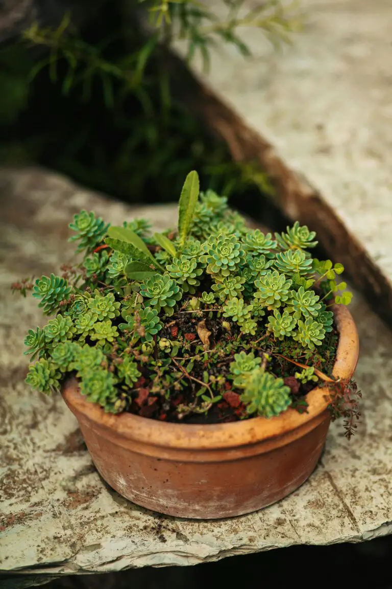 Identifying sedum variety in a garden setting