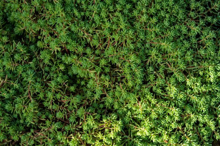 Learn what conditions sedum like with a close up of a green sedum plant with small leaves